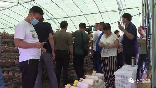 豫西菇香溢四方，技术交流助振兴——第二届河南豫西夏季香菇生产技术观摩交流培训会在我县召开